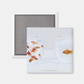 Contrast van veel goudvis in de viskom en magneet (Voorkant / Achterkant)