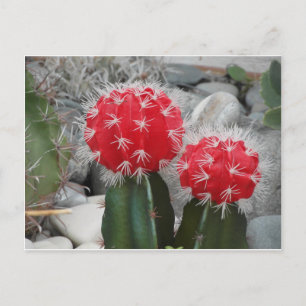 Contrastcactus Briefkaart