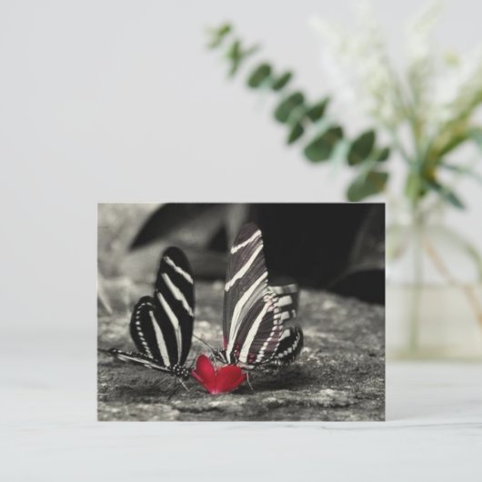 contrastvlinder briefkaart (Staand voorkant)