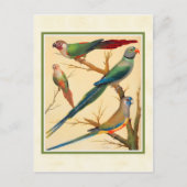 conure en parakeets briefkaart (Voorkant)