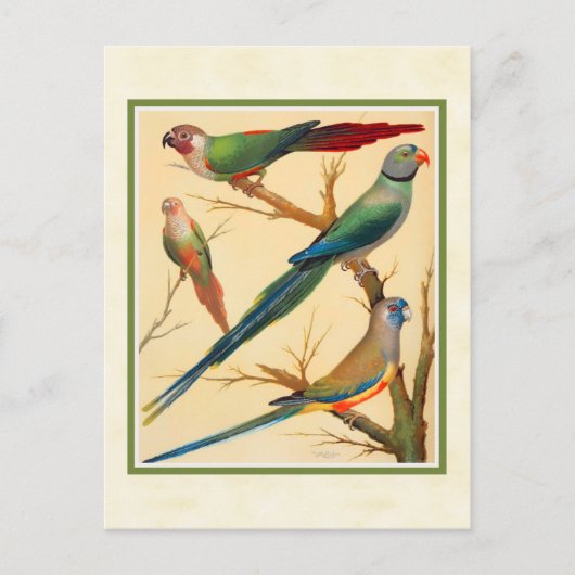 conure en parakeets briefkaart (Voorkant)