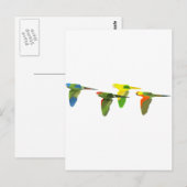 Conures! Briefkaart (Voorkant / Achterkant)