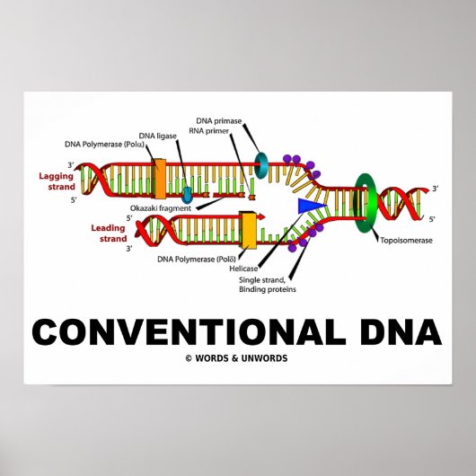 Conventionele DNA-moleculaire biologie-Humor Poster (Voorkant)