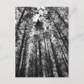 convergerende bomen briefkaart (Voorkant)