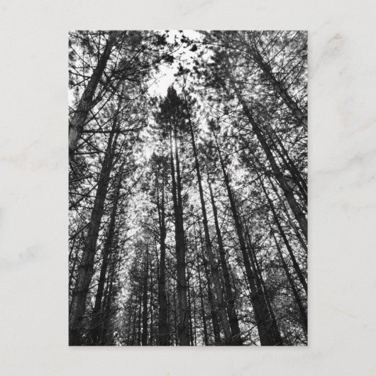 convergerende bomen briefkaart (Voorkant)