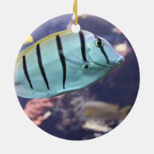 Convict Tang Gitter-Doktorfisch Keramisch Ornament