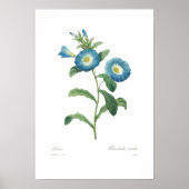 Convolvulus tricolor poster (Voorkant)
