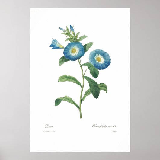 Convolvulus tricolor poster (Voorkant)