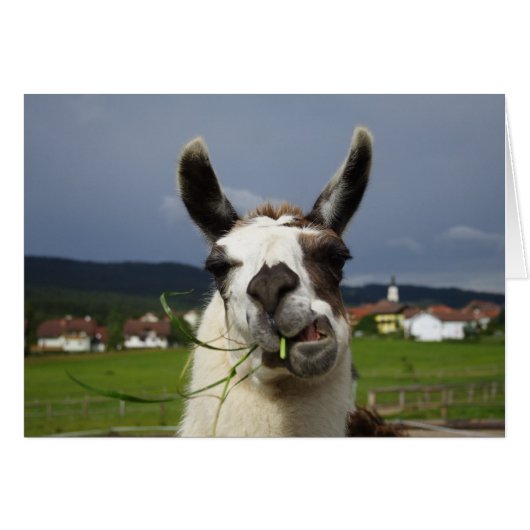 Cooest Llama (Voorkant Horizontaal)