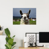 Cooest Llama Poster (Thuiskantoor)