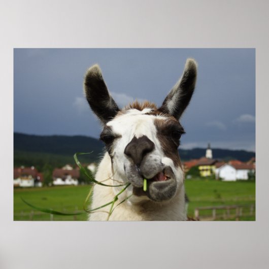 Cooest Llama Poster (Voorkant)