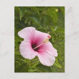 Cook Eilanden, Atiu. Hibiscus bloem. Briefkaart
