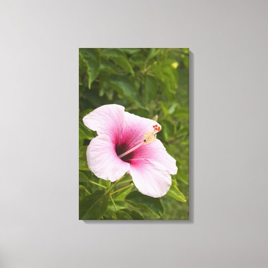 Cook Eilanden, Atiu. Hibiscus bloem. Canvas Afdruk (Voorkant)