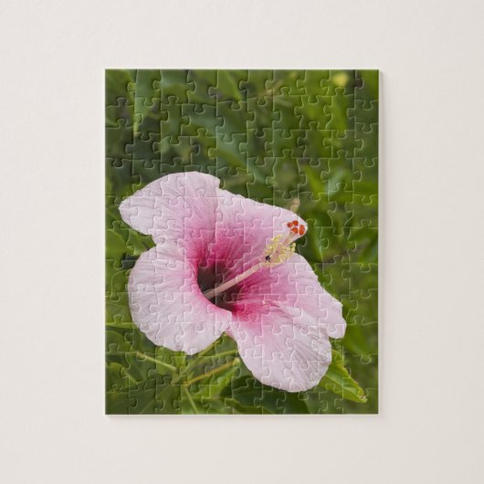 Cook Eilanden, Atiu. Hibiscus bloem. Legpuzzel (Verticaal)