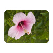 Cook Eilanden, Atiu. Hibiscus bloem. Magneet (Horizontaal)