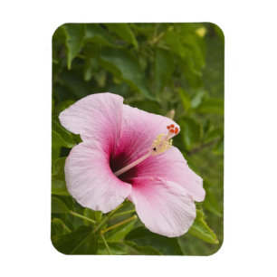 Cook Eilanden, Atiu. Hibiscus bloem. Magneet