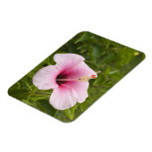 Cook Eilanden, Atiu. Hibiscus bloem. Magneet (Linkerzijde)