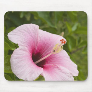 Cook Eilanden, Atiu. Hibiscus bloem. Muismat