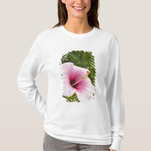 Cook Eilanden, Atiu. Hibiscus bloem. T-shirt
