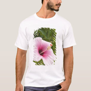 Cook Eilanden, Atiu. Hibiscus bloem. T-shirt