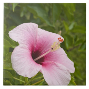 Cook Eilanden, Atiu. Hibiscus bloem. Tegeltje