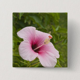 Cook Eilanden, Atiu. Hibiscus bloem. Vierkante Button 5,1 Cm