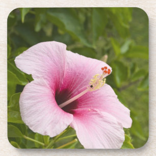 Cookeilanden, Atiu. Hibiscus-bloem. Drankjes Onderzetter