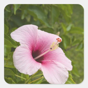 Cookeilanden, Atiu. Hibiscus-bloem. Vierkante Sticker
