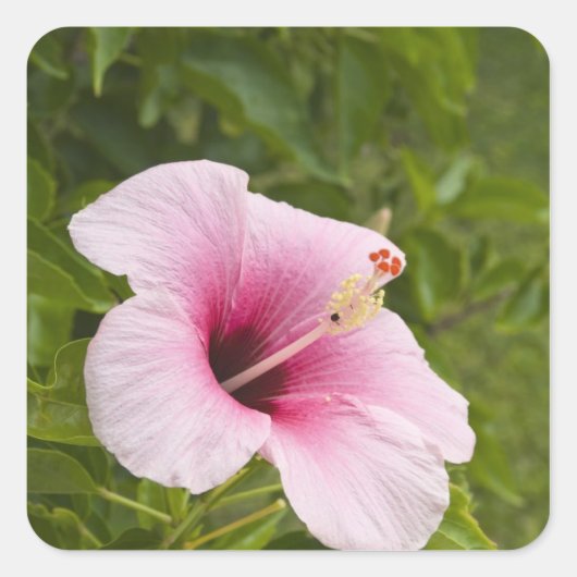 Cookeilanden, Atiu. Hibiscus-bloem. Vierkante Sticker (Voorkant)