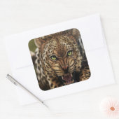 Cool Angry Leopard stickers (Envelop)