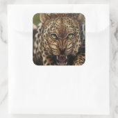 Cool Angry Leopard stickers (Tas)