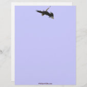 Cool Bald Eagle Wildlife Collectie Briefhoofd (Voorkant / Achterkant)