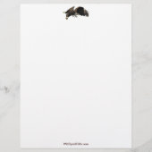 Cool Bald Eagle Wildlife Collectie Briefhoofd Sjabloon (Voorkant)