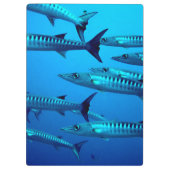 Cool Barracudas Klembord (Achterkant)