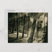 Cool Black and White Forest Sun Rays Natuur Giften Briefkaart (Voorkant / Achterkant)