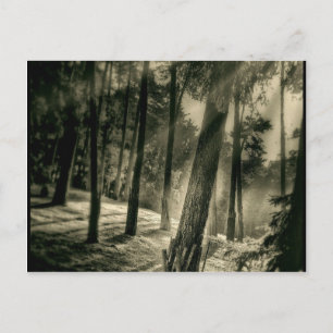 Cool Black and White Forest Sun Rays Natuur Giften Briefkaart