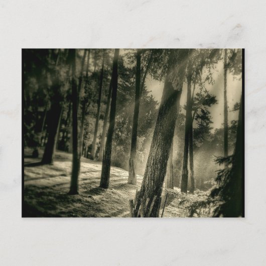 Cool Black and White Forest Sun Rays Natuur Giften Briefkaart (Voorkant)