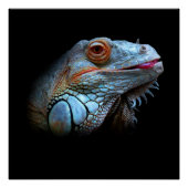 Cool Blue Iguana Perfect Poster (Voorkant)