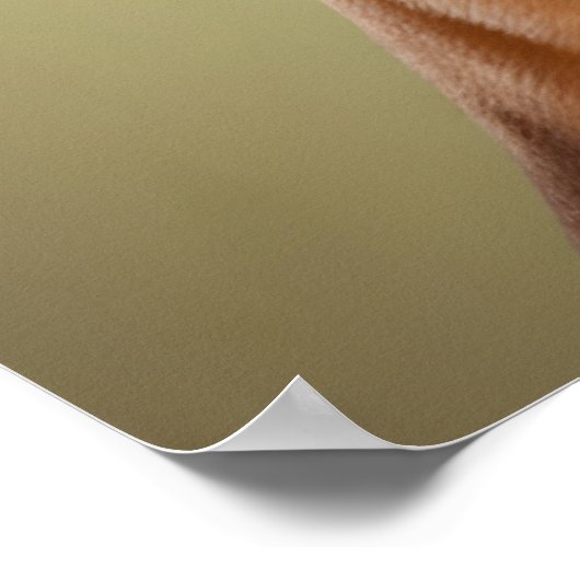 Cool Boxer Dog Poster (Hoek)