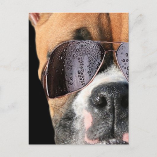 Cool Boxer in zonnebrillen briefkaart (Voorkant)