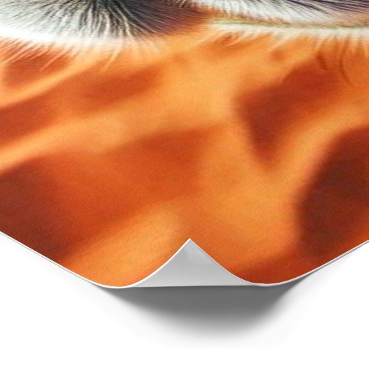 Cool Camel Poster (Hoek)