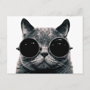 COOL CAT. BRIEFKAART