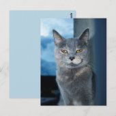 Cool Cat briefkaart (Voorkant / Achterkant)