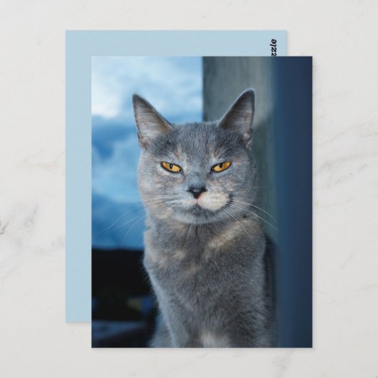 Cool Cat briefkaart (Voorkant / Achterkant)