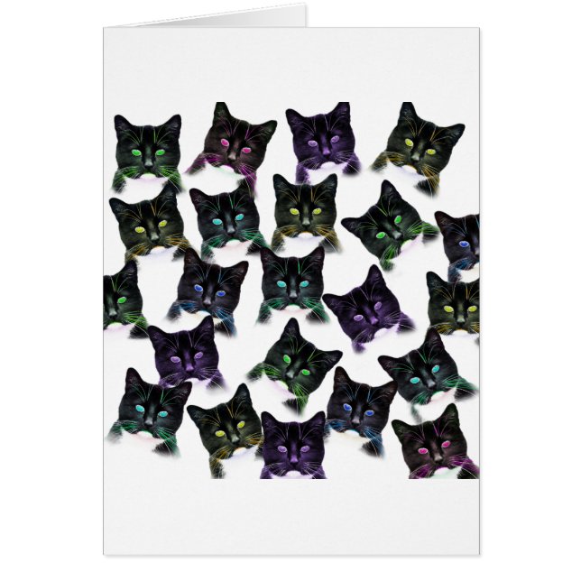 Cool Cats (Voorkant)