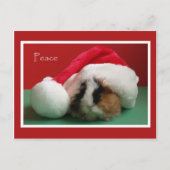 Cool Christmas Guinea Pig Post Kaart (Voorkant)
