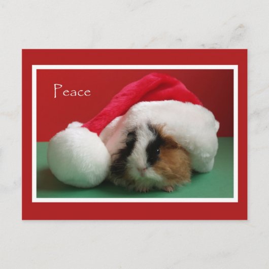 Cool Christmas Guinea Pig Post Kaart (Voorkant)