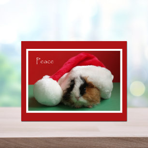 Cool Christmas Guinea Pig Post Kaart