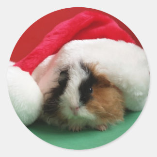 Cool Christmas Guinee Pig Stickers