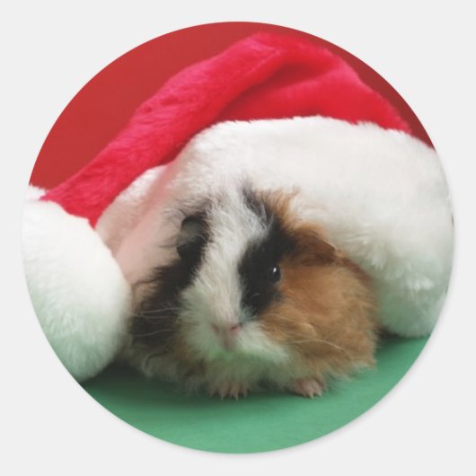 Cool Christmas Guinee Pig Stickers (Voorkant)